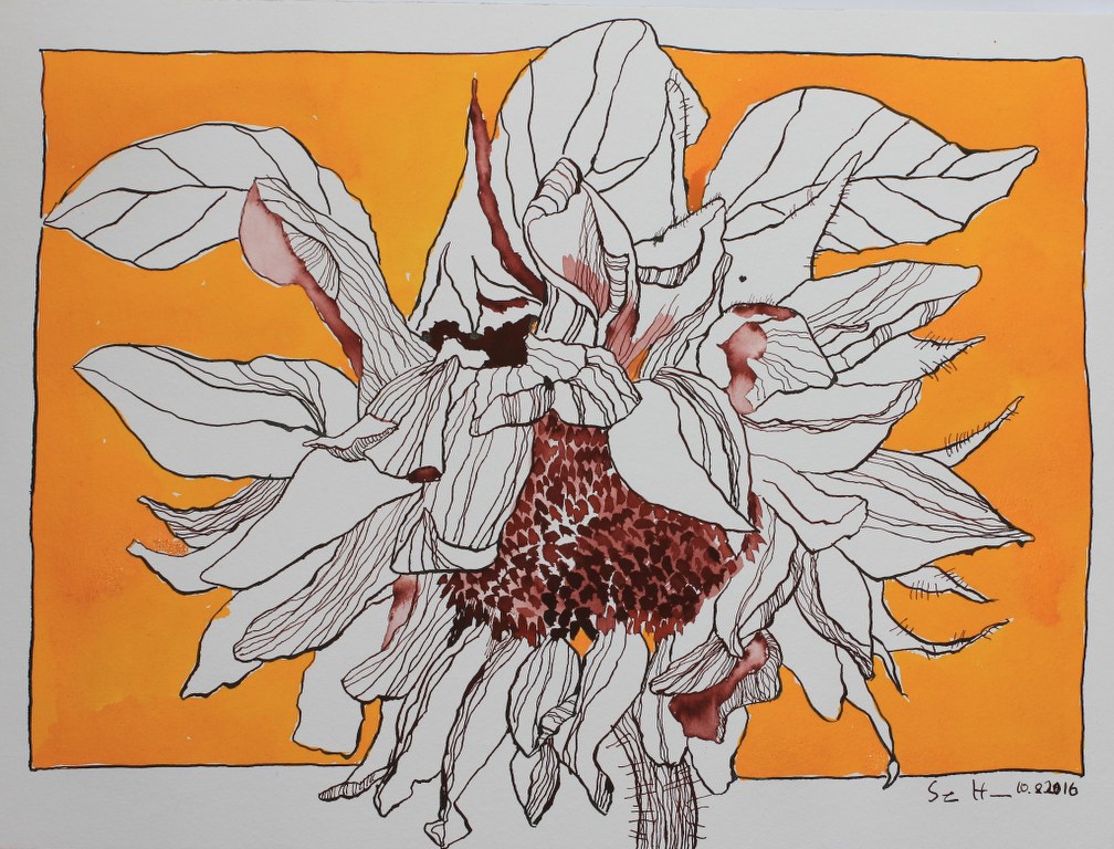 Sonnenblume - 30 x 40 cm (c) Zeichnung von Susanne Haun